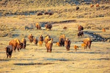 Photos/Images de Yellowstone National Park - Tower-Roosevelt Area