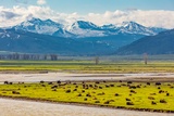 Photos/Images de Yellowstone National Park - Tower-Roosevelt Area