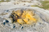 Shell Spring