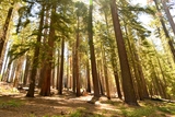 Tuolumne Grove