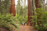 Merced Grove