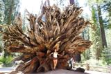 Fallen Monarch, Mariposa Grove