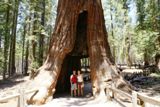California Tree