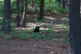 Un ours