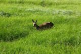 Une biche, àYosemite NP