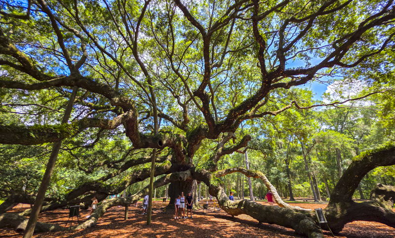 Angel Oak