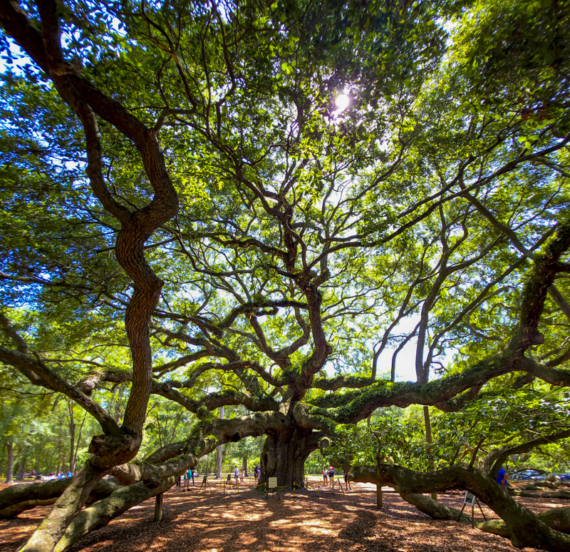 Angel Oak