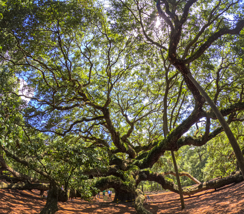 Angel Oak