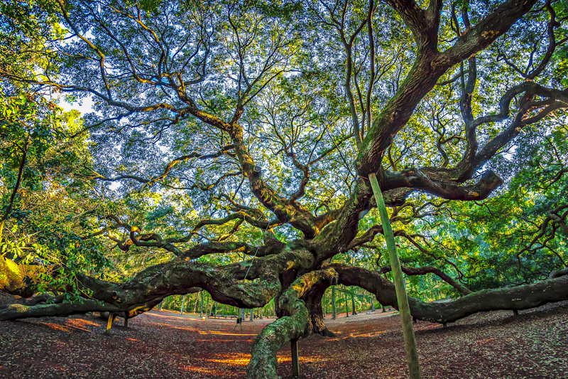 Angel Oak
