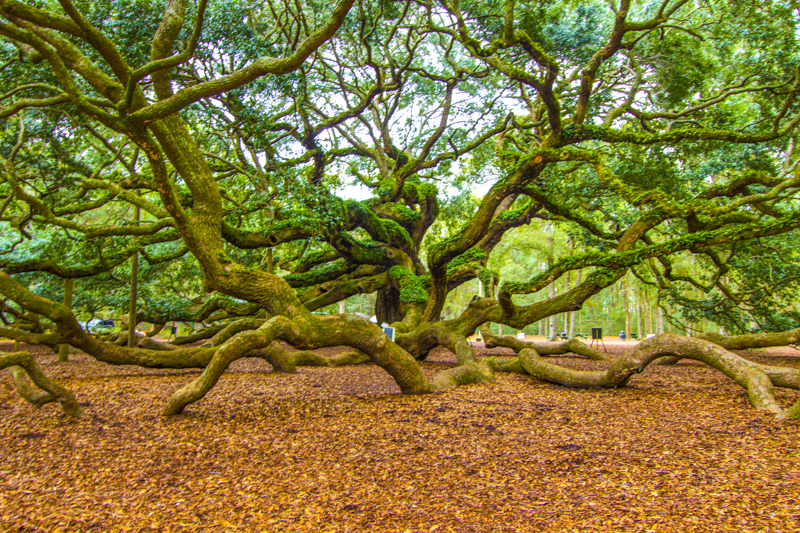 Angel Oak