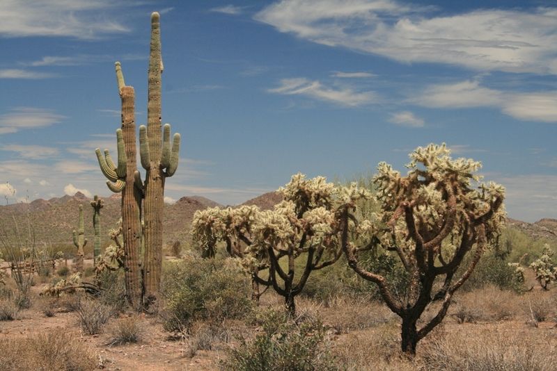 Lost Dutchman State Park