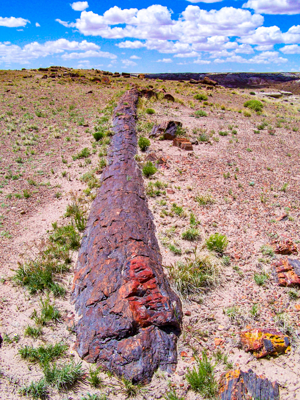 Long Logs Trail