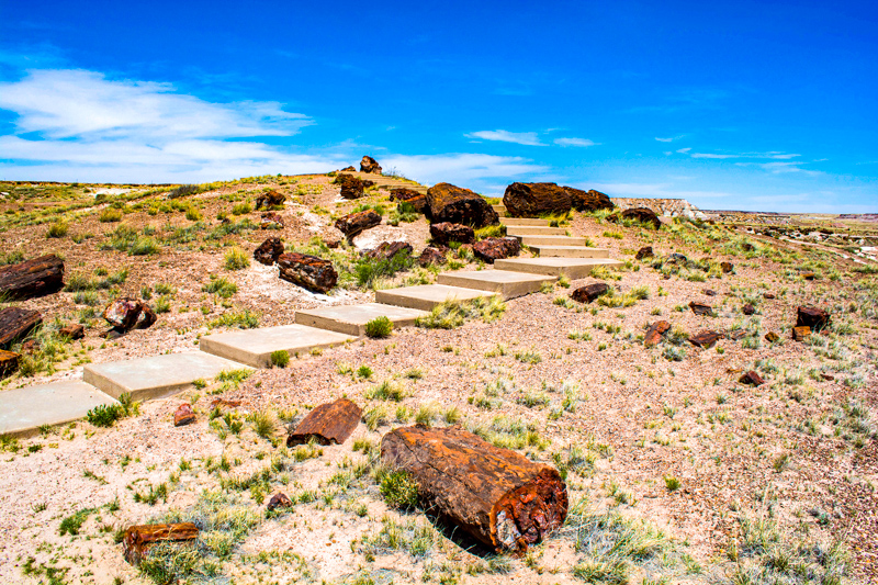 Giant Logs Trail