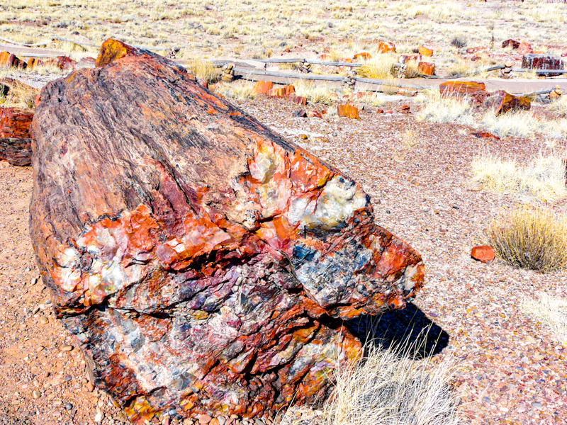 Long Logs Trail