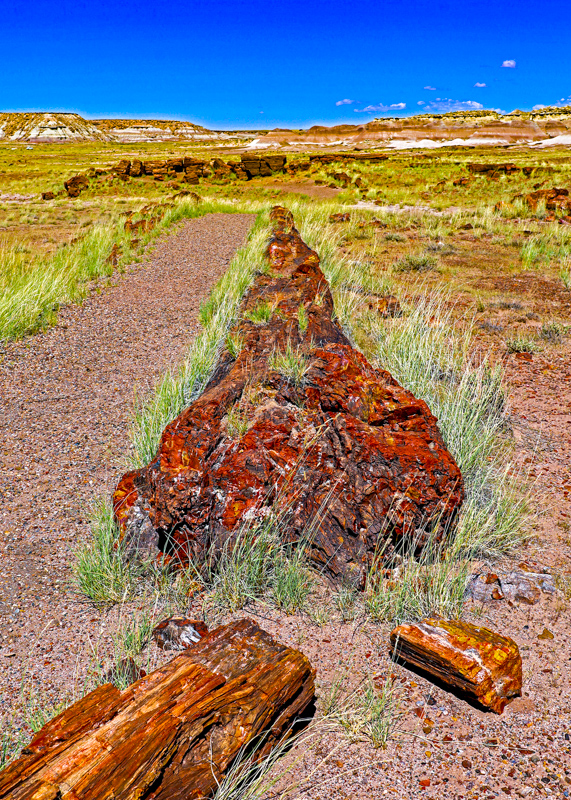 Long Logs Trail