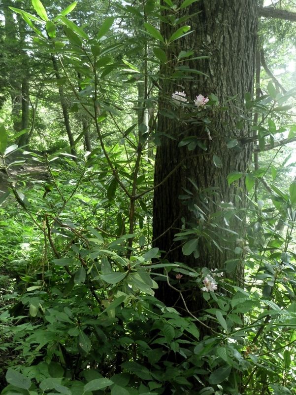 Chimney Tops Trail