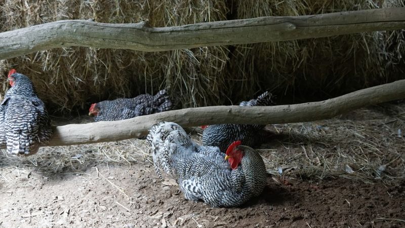 Mountain Farm Museum