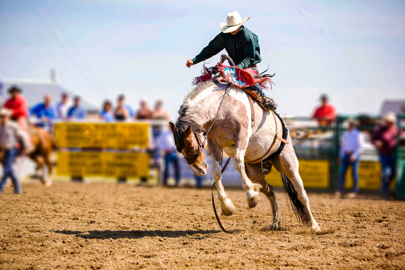 Saddle Bronc Riding - Rodéo aux USA