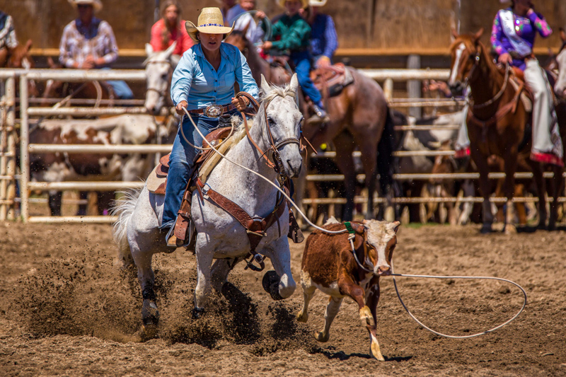 Tie-Down Roping - Rodéo aux USA