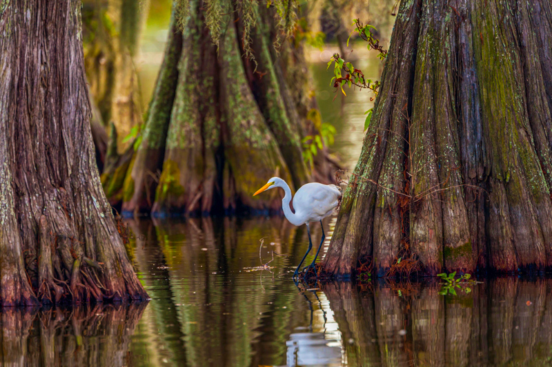 Swamp Tour aux USA