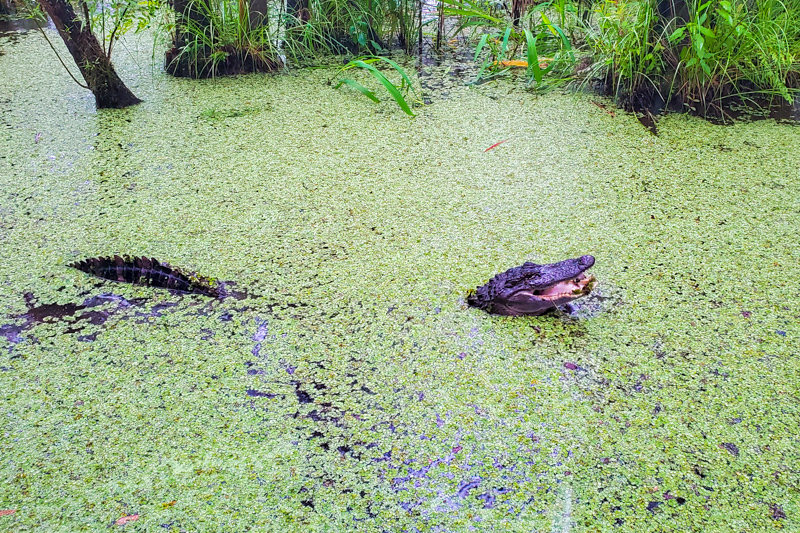 Swamp Tour aux USA