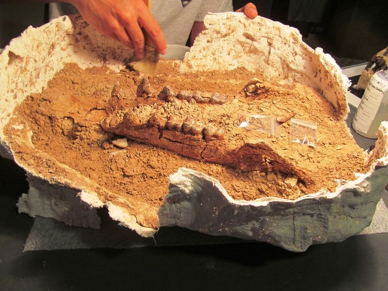 Fossil Preparation Lab