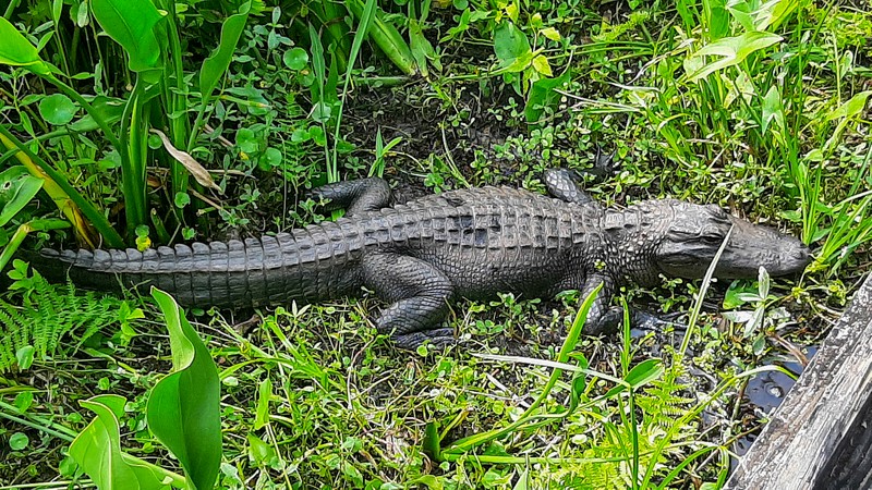 Barataria Preserve