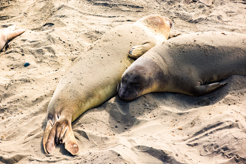 Elephant Seal Vista Point