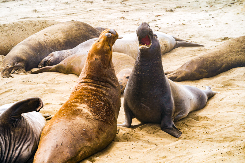 Elephant Seal Vista Point