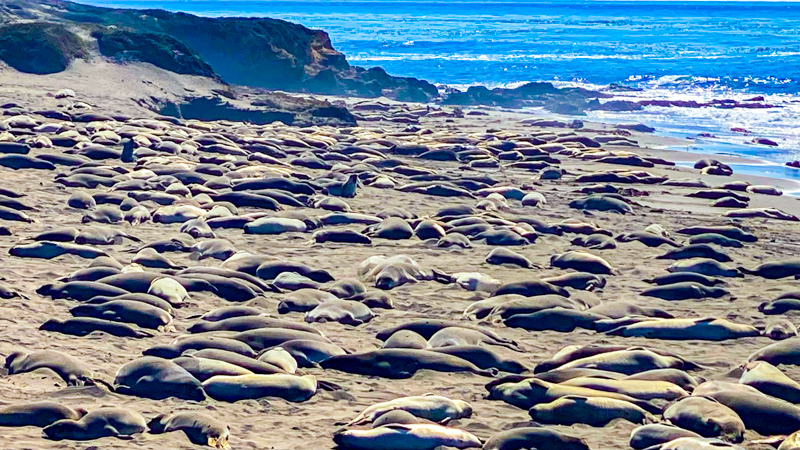 Elephant Seal Vista Point