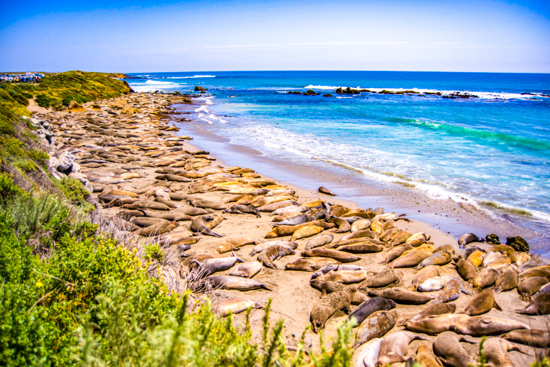 Elephant Seal Vista Point