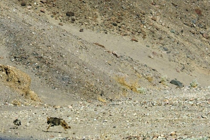 Poursuite entre un lapin et un coyote