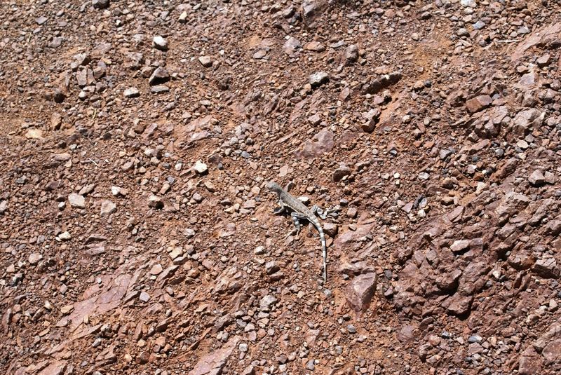 Lézard