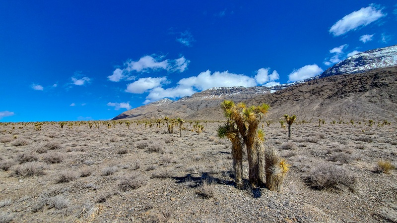 Joshua Trees le long de Racetrack Valley Road