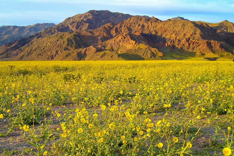 Superbloom dans Death Valley