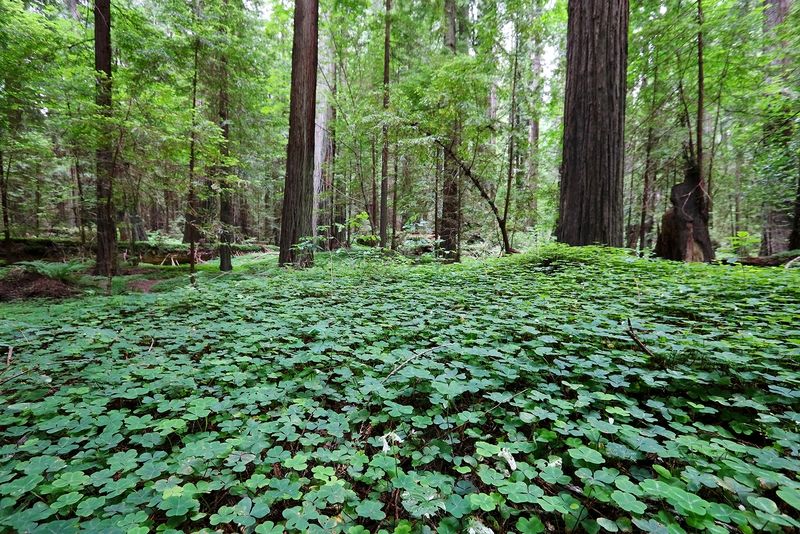 Grieg-French-Bell Grove