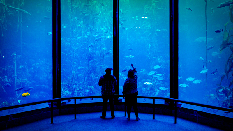 Monterey Bay Aquarium