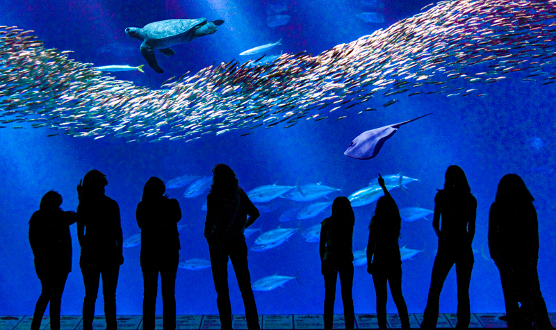 Monterey Bay Aquarium