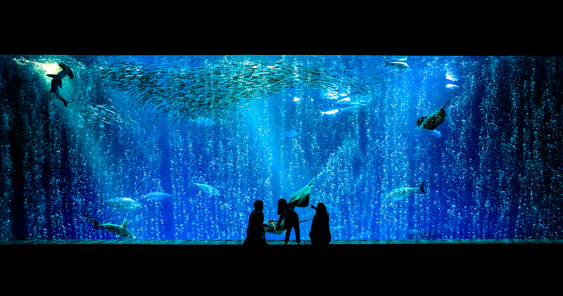 Monterey Bay Aquarium