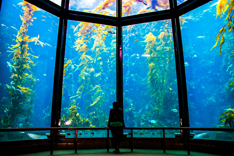 Monterey Bay Aquarium