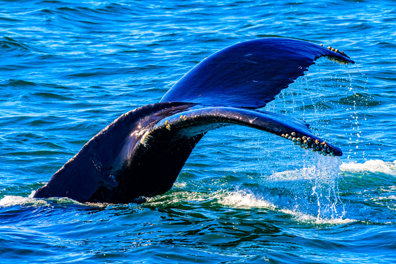 Croisière d'observation des baleines