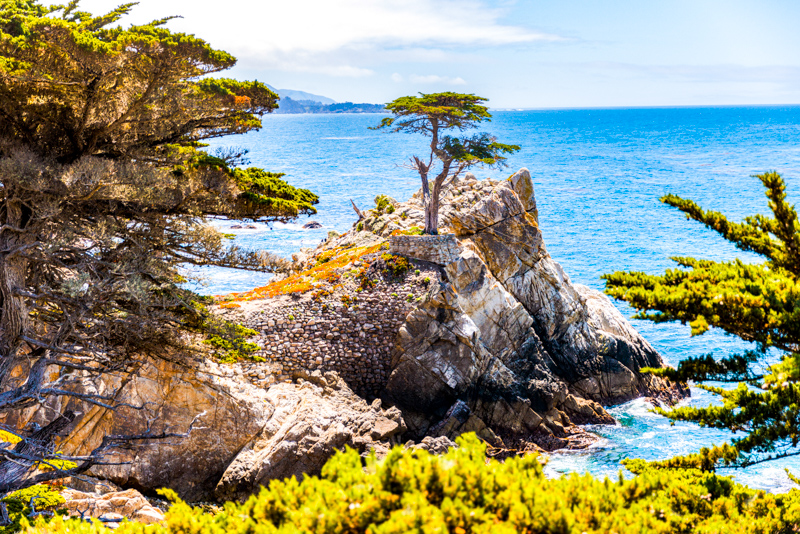 Lone Cypress