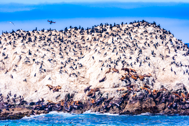 Bird Rock
