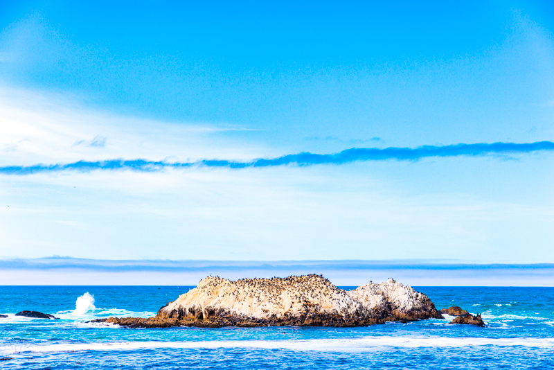 Bird Rock