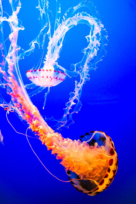Monterey Bay Aquarium