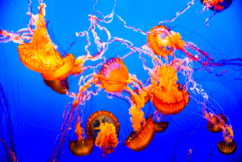 Monterey Bay Aquarium