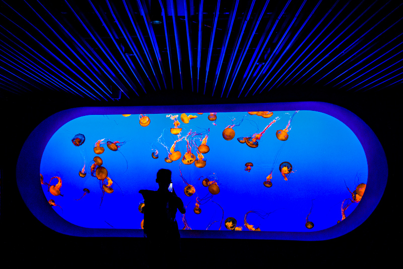 Monterey Bay Aquarium