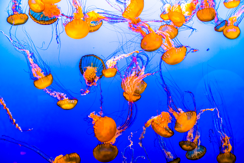Monterey Bay Aquarium