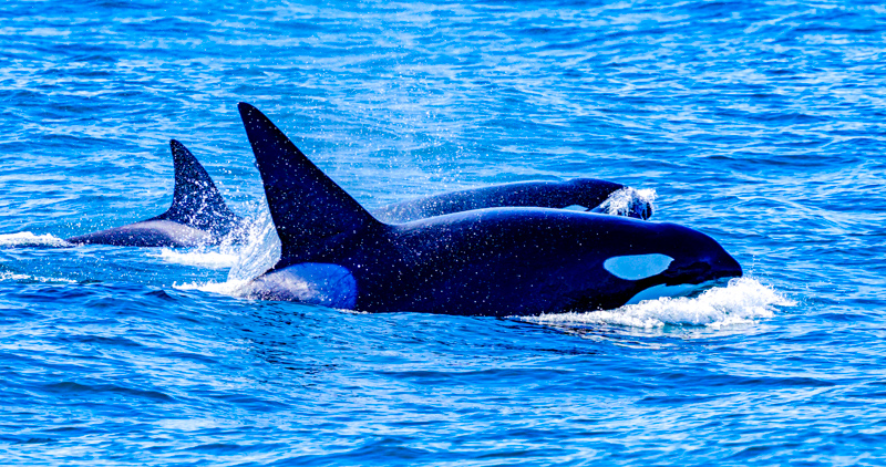 Croisière d'observation des baleines