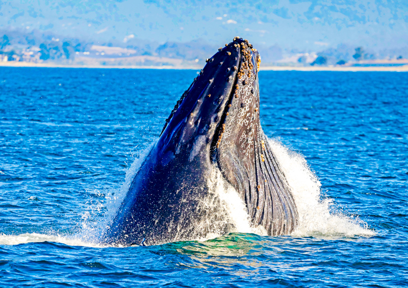 Croisière d'observation des baleines